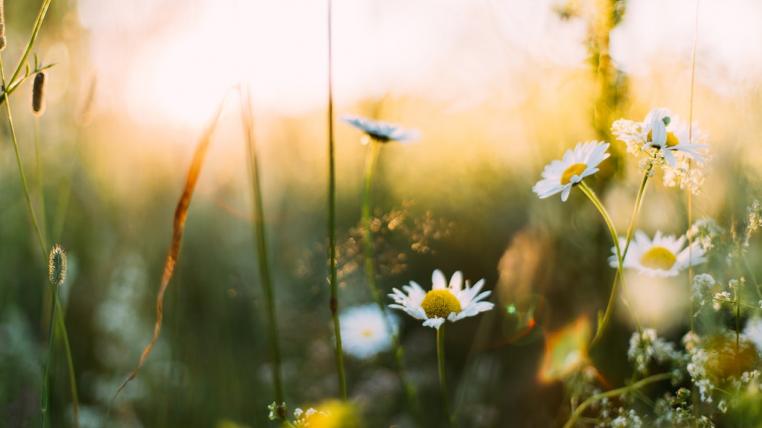 Gruenflaechen.jpg