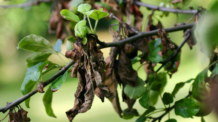 Apple_tree_with_fire_blight_Sebastian_Stabinger_ccbysa_s.jpg