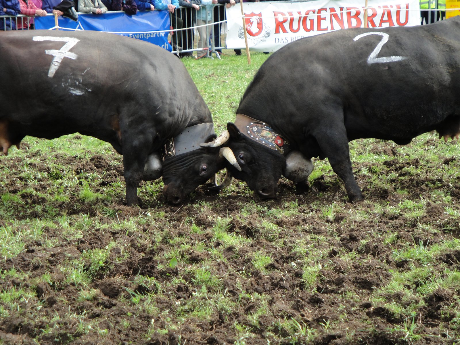 Walliser Kuhkämpfe sind kein Verstoss gegen Tierwürde
