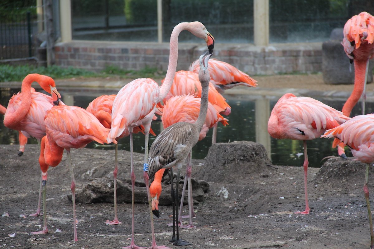 Die Erfolgsgeschichte der Flamingos