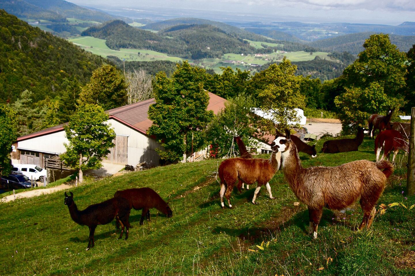 Lamas der Familie Räuftlin oberhalb des Wasserfallenhofs.