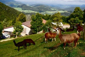 Lamas der Familie Räuftlin oberhalb des Wasserfallenhofs.