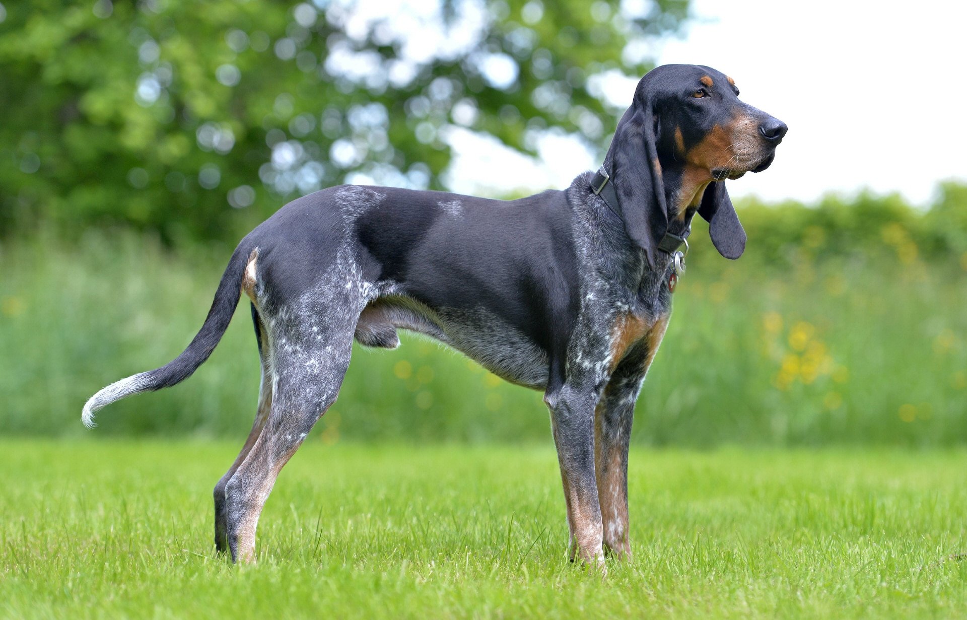 Schweizer Laufhunde – die einheimischen Jagdgefährten