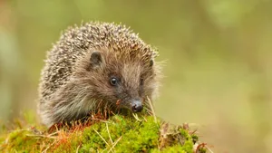 Ein Igel im Garten lindert zwar die Schneckenplage. Doch nicht in dem Masse, wie man sich das landläufig vorstellt.