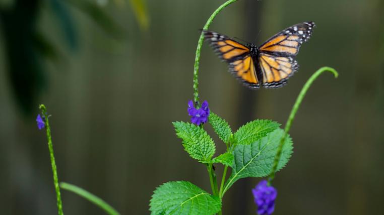 Insekten1.jpg