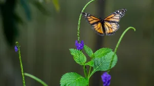 Warum verschwinden die Insekten? Antworten darauf sollen nach dem Willen diverser Umweltverbände die Behörden suchen.