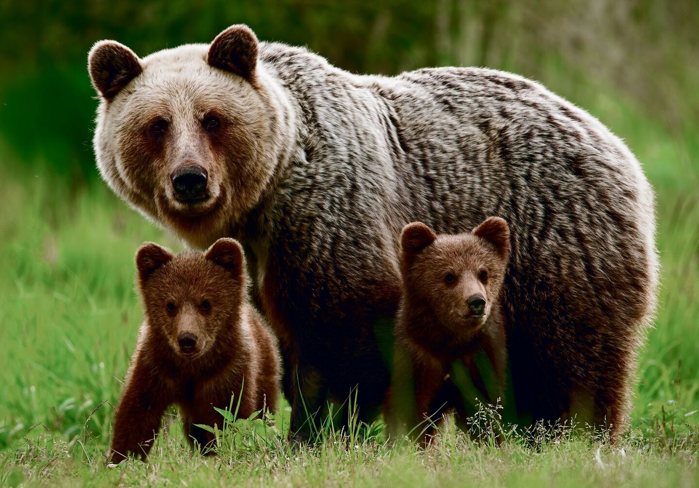 Bärenfamilie