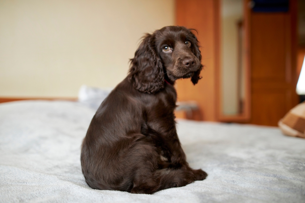 Warum sollen Mieter keine Heimtiere halten dürfen?