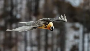 Ein Bartgeier im Gran-Paradiso-Nationalpark. Ist es vielleicht Gallus?