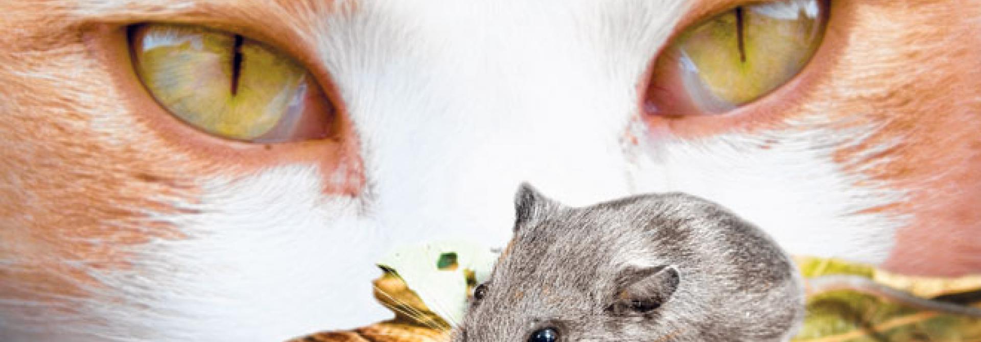 katze-maus.jpg