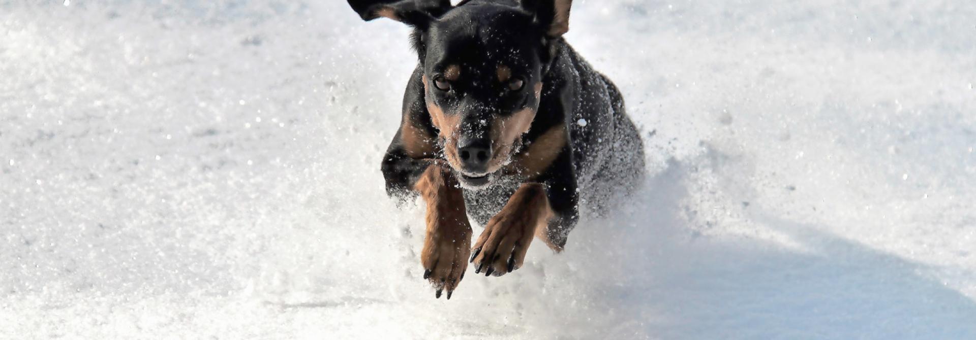 hunde-winterferien.jpg