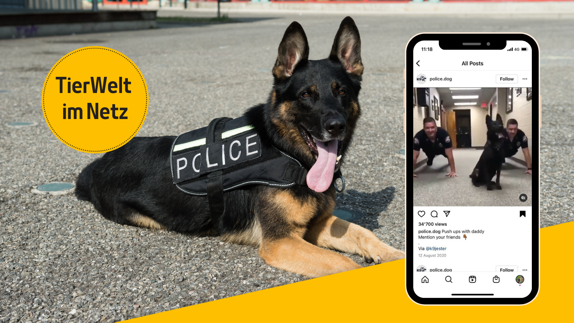 Wenn Polizeihunde rumblödeln