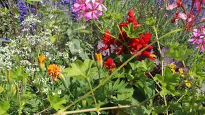 Die Natur im Kanton Zürich soll besser geschützt werden: Das fordern fünf Umweltverbände.