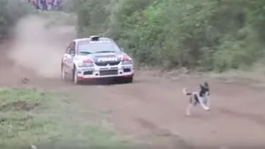 Hund auf Rallyepiste
