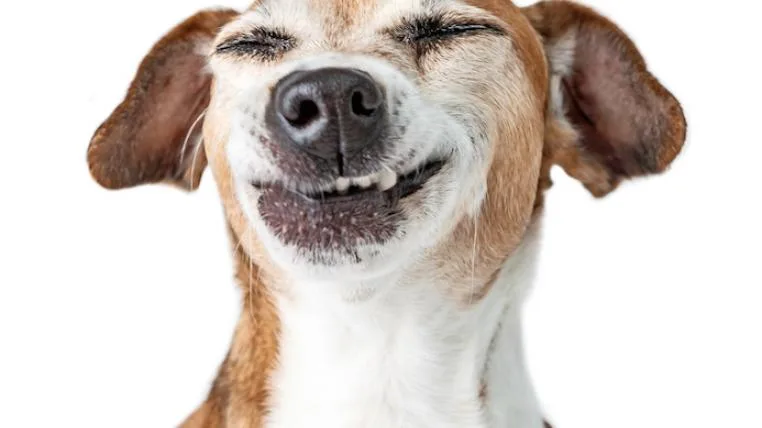 00abe79c561b64e2800dc56d1054d03a77d40f37 shutterstock_723325606.jpg