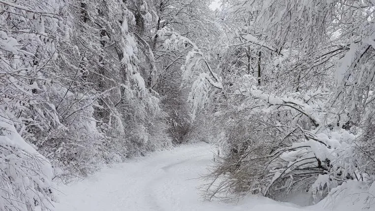 a2f2cb9ecea64b2eb07b28e198736b3941ec0eaa Wald im Winter
