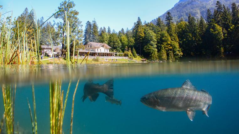 Fische in Bergsee