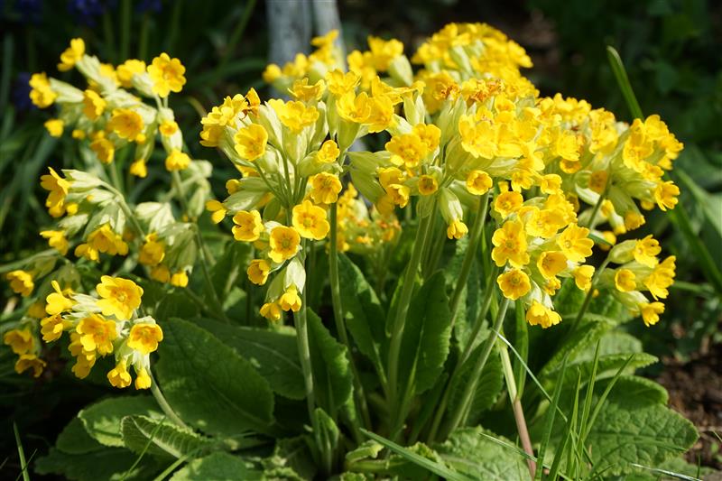 Erkennen sie diese Frühlingsblumen?