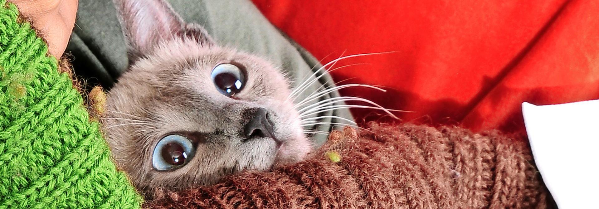Katze in Decken gehüllt mit Schnupfen