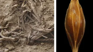 Dank der extremen Trockenheit der judäischen Wüste ist pflanzliches Material ausserordentlich gut erhalten. Rechts: Aufnahme eines in der Yoramhöhle gefundenen Gerstenkorns.