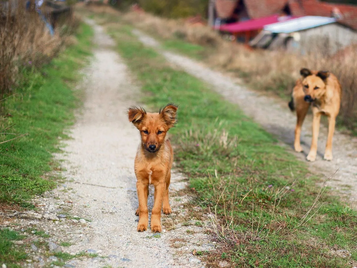 0eeba6853495d634e036bd70ce54c7f88e0700840e19e00b7c548ada891fdf81 In Rumänien wird nach gut vermittel-baren Hunden gesucht, die dem Menschen gegenüber aufgeschlossen sind.