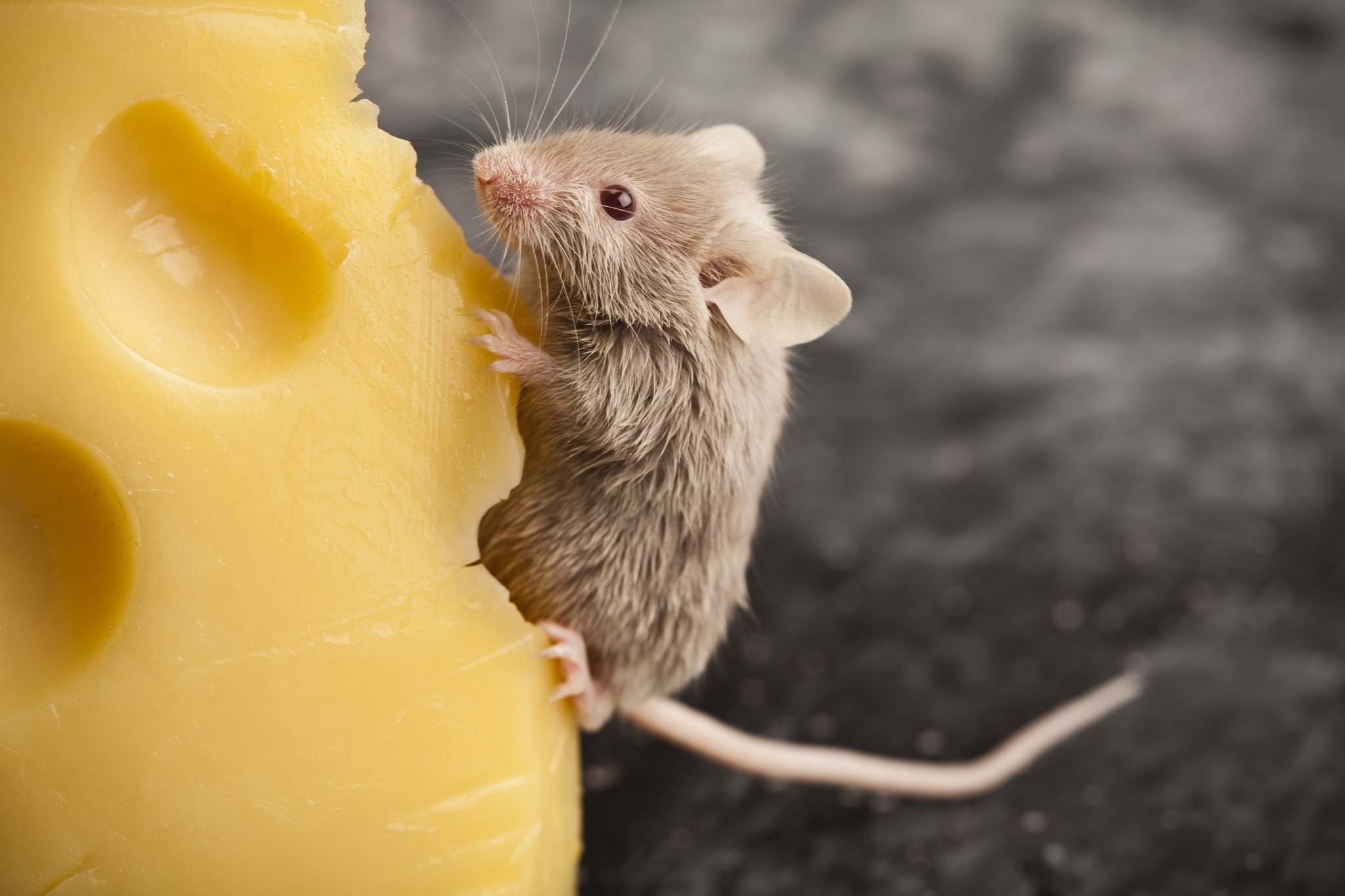 Der Irrglaube der käseliebenden Maus