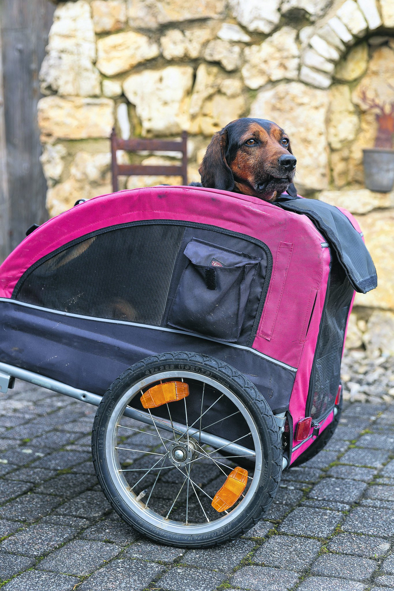 Fiffy on tour im Buggy, Trolley oder Veloanhänger