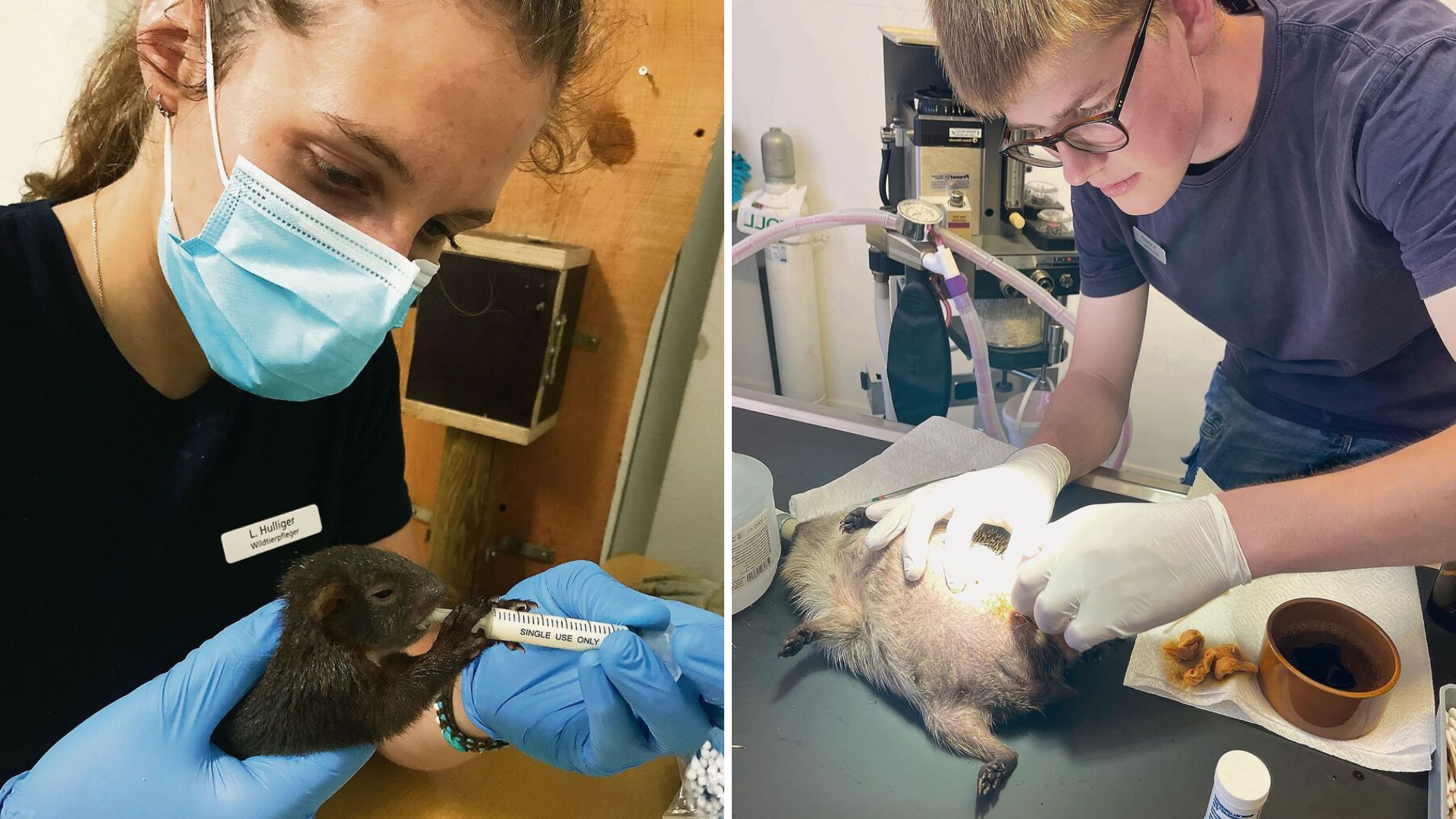 Mit Herzblut für wilde Tierpatienten