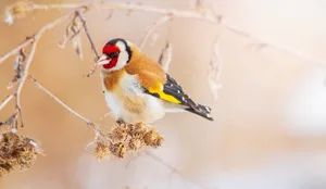 Augen auf beim Bird Race: Mit jeder Vogelart sammelt ein Team Spendengelder für ein BidLife-Projekt.
