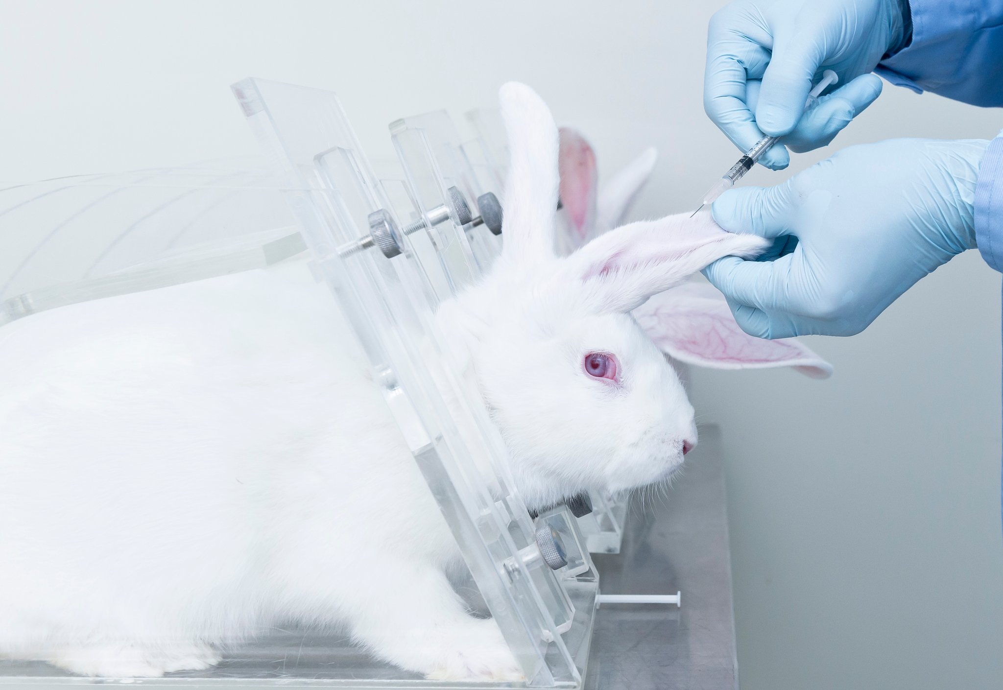 Tierversuche: Zahlen und Fakten