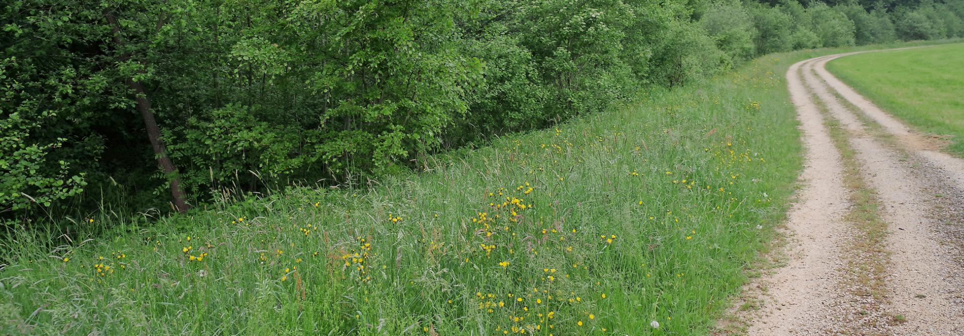 Weg mit Kräutern am Rand