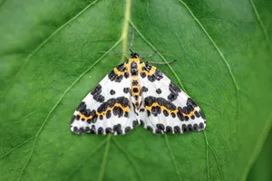 Stachelbeerspanner (Abraxas grossulariata), auch Harlekin genannt, besitzen auffallend gemusterte Vorderflügel.