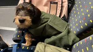 So sollte es eigentlich nicht sein - Hunde gehören im Zug unter und nicht auf den Sitz.