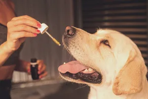 CBD kann auf Tiere entzündungshemmend schmerz- und stresslindernd wirken. Die Dosierung sollte mit Fachpersonen, wie Tierärzten, abgesprochen werden.