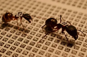 Die Ameisen wurden für die Studie mit winzigen QR-Codes markiert.