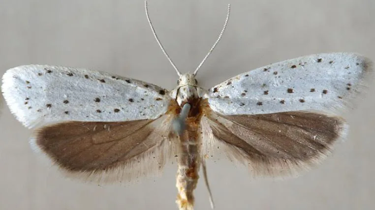e47e129892cc54eda3dcca888455683d7cc1450a Yponomeuta-cognagellus-Sarefo-bysa-s.jpg