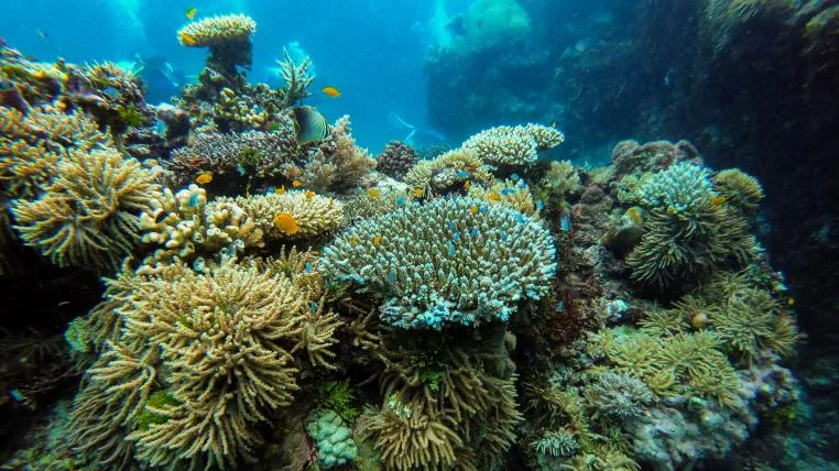 986e2991ef300d194c0bbdcc68218729a3acdd55 Great Barrier Reef