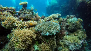 Schutz vor Haien: Am Great Barrier Reef an der Nordostküste des Kontinents sollen «smarte» Unterwasserfanghaken installiert werden.