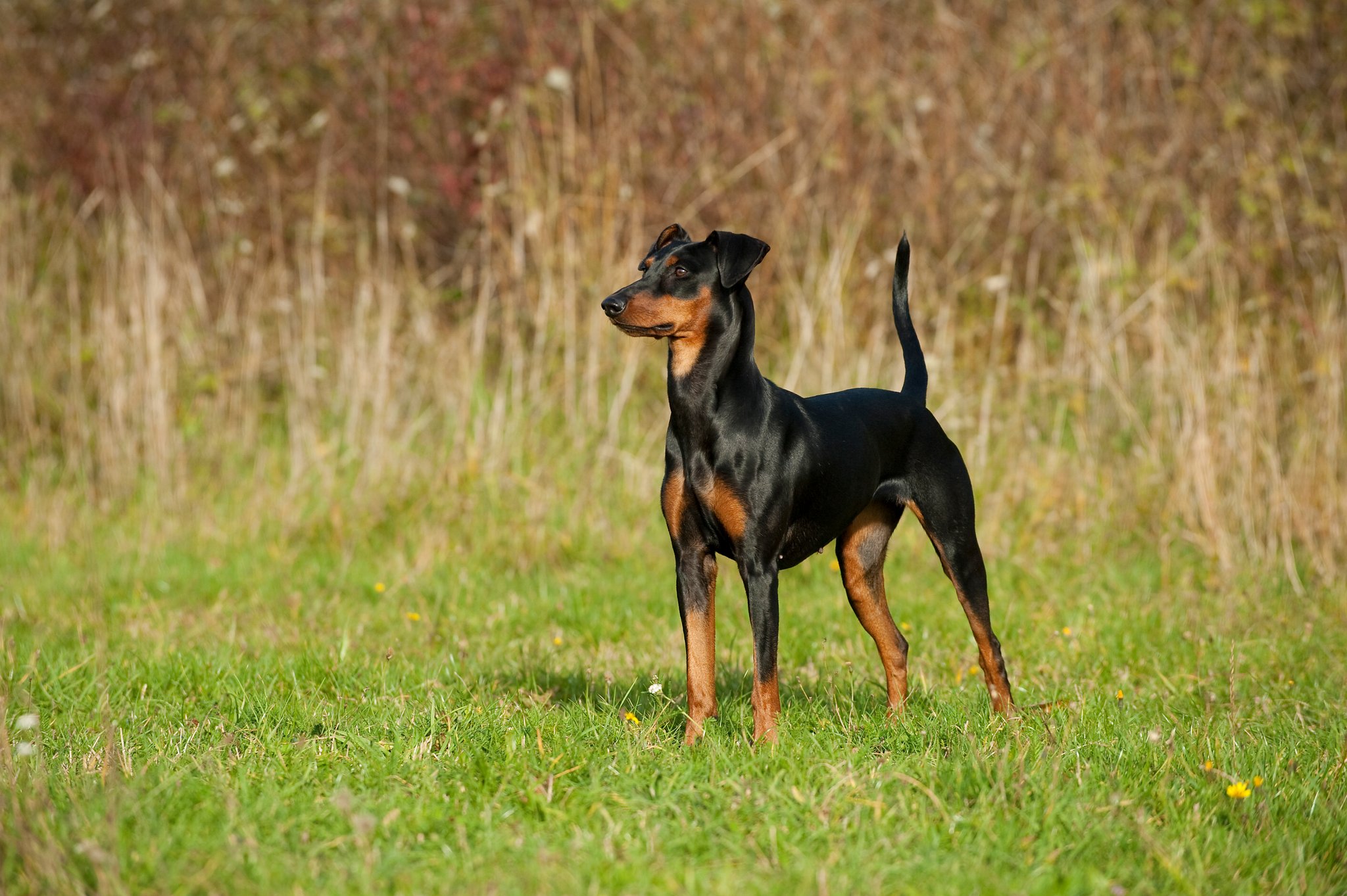 Deutscher Pinscher – der kleine Dobermann