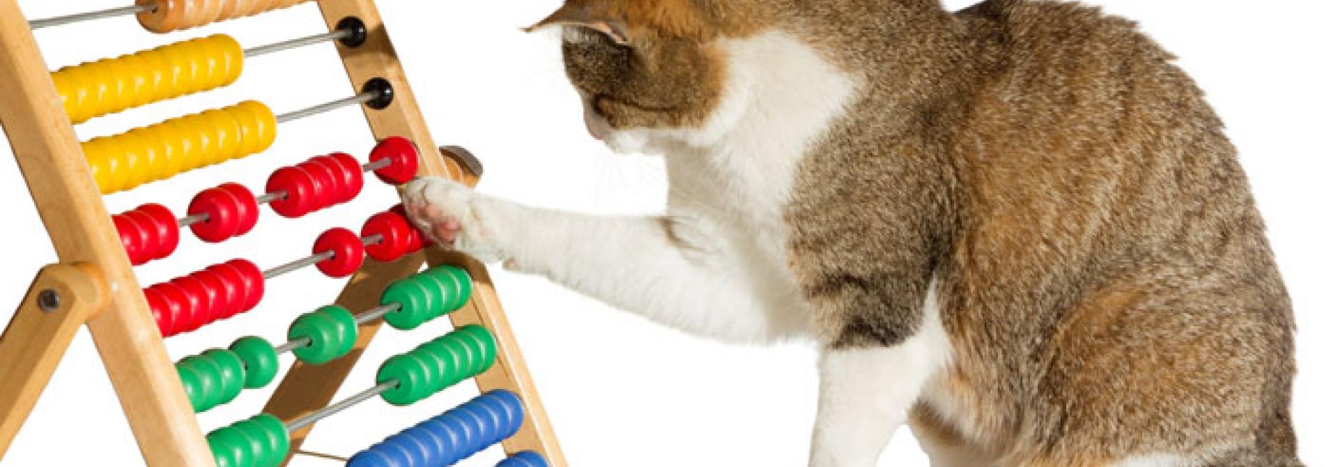Katze mit Abakus