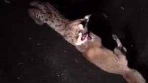 Luchs und Fuchs