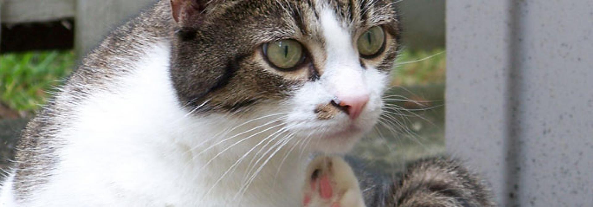 cat-20773.jpg