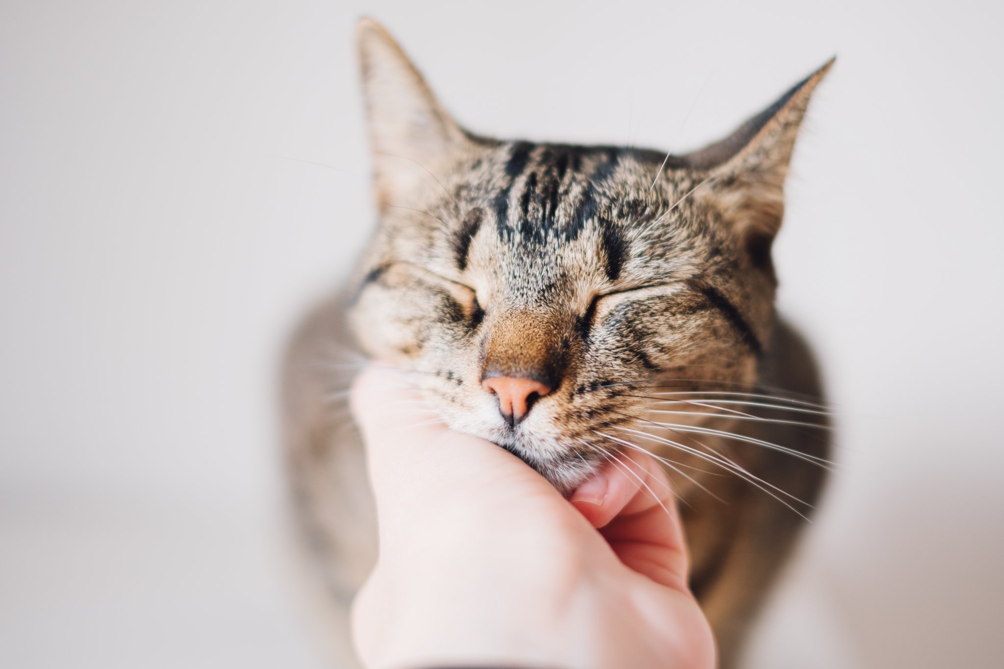 Kommunikation mit Katzen: Körpersprache und Laute deuten