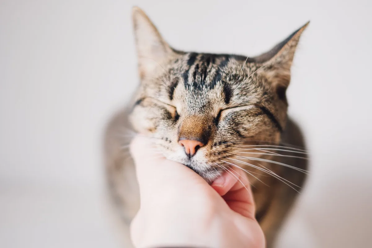 shutterstock_2327172329 Kommunikation mit Katzen: Körpersprache und Laute deuten