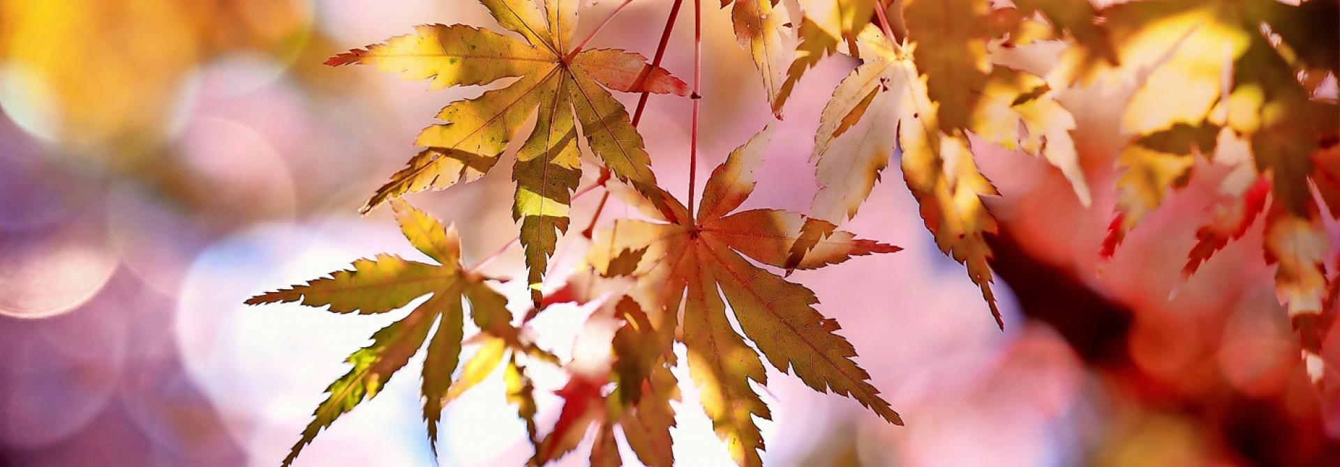 Pixabay-com_cocoparisienne_Japanischer-Ahorn.jpg