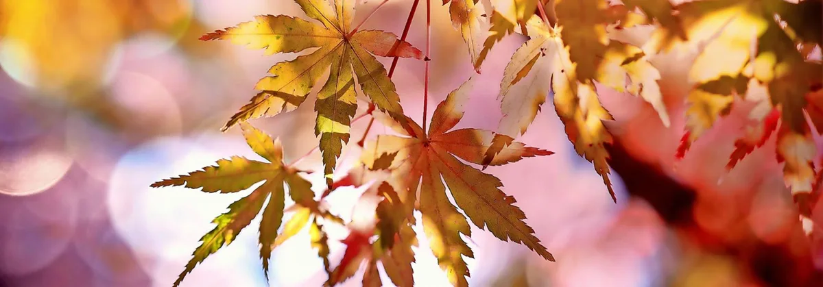 4328bf8b9acc9ee576a7136264f414db03e96d45 Pixabay-com_cocoparisienne_Japanischer-Ahorn.jpg