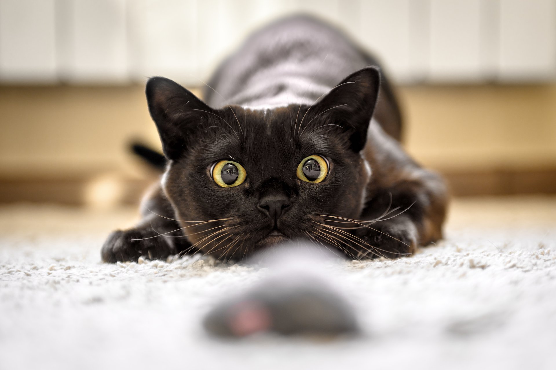 Fünf selbstgemachte Katzenspielzeuge