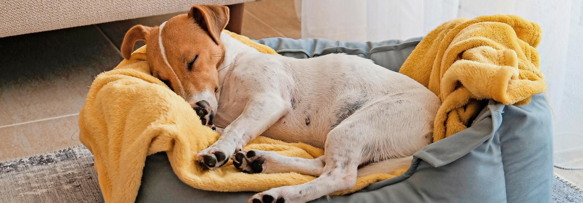 Hund schläft in Körbchen