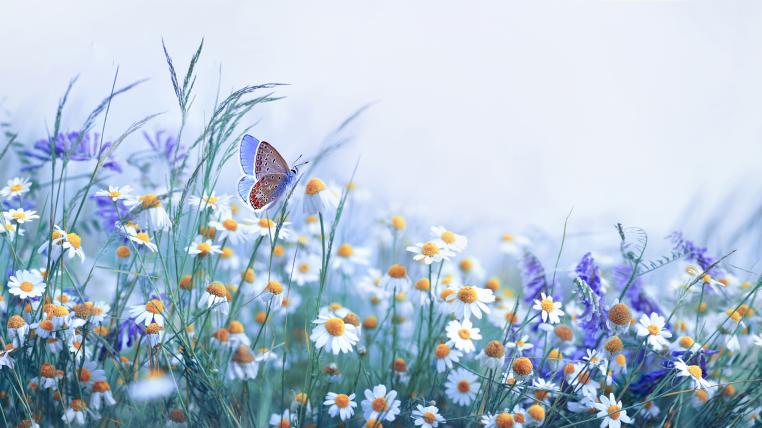 Wiese mit Schmetterling