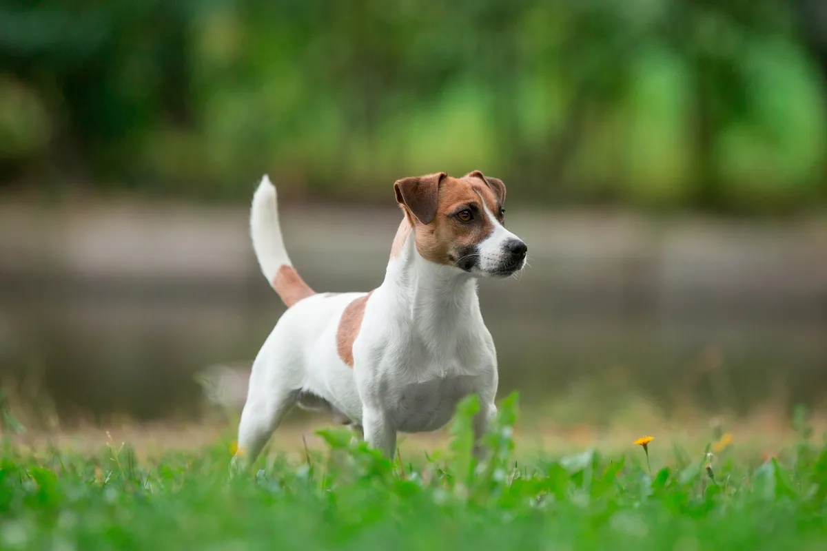 shutterstock_1515873314 Jack Russell Terrier – der Rattenfänger